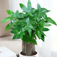 发财树受冻后能恢复吗?冻伤了几天会自愈?