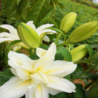 百合种植技巧？如何提高百合成活率？