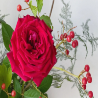 怎么样种玫瑰花才漂亮呢？扦插种植方法与技巧？