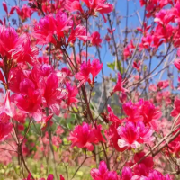 杜鹃花突然打蔫了是怎么回事？要警惕四种病？