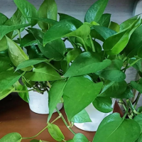 树苗栽后多久才可以施肥?育苗怎么浇水?
