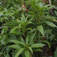 凤仙花怎么种怎么养才能发芽呢？种植方法和注意事项有哪些呢？