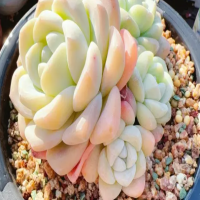 多肉怎么养多长时间浇一次水好呢？一个月不浇水会不会死？
