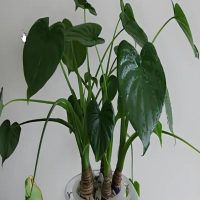 滴水观音植物适合放室内客厅吗？是吉树还是凶树?