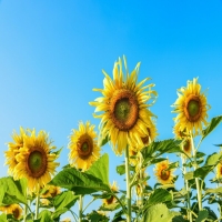 向日葵如何种植催芽，发芽需要多少天?
