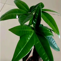 如何养好发财树的根系呢？根系不发达怎么办？