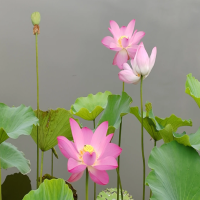 碗莲出芽后水位多高为宜?水养芽太长了怎么办?