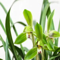 养殖风兰如何发芽快多一点？种植方法和注意事项有哪些呢？