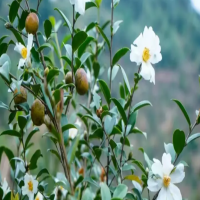 油茶树什么时候剪枝最好活呢？正确修剪时间和技术是什么？