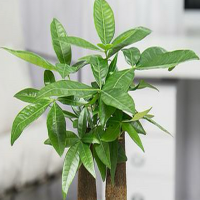 挖的发财树怎么转盆土栽好呢？需要注意什么问题呢？
