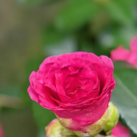 茶花有了花苞到开花要多少时间?为什么刚要打开就脱落?