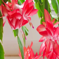 蟹爪兰为什么长出新芽来全部掉了呢?把嫩叶去掉才开花吗?