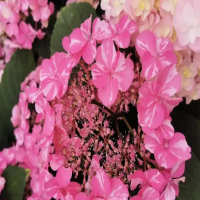 如何养绣球花可以多开花呢？一年能开两次花吗？