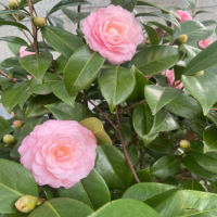 黄达茶花怎么样才能开花？种植方法及养护？