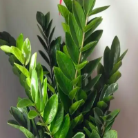 金钱树种植方法和注意事项有哪些呢？需要什么肥料才能开花呢？