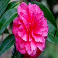 冬天种茶花大概多久能成活？叶子掉光了还能活吗？
