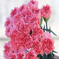 康乃馨如何醒花最简单的办法?醒花最忌三个东西?