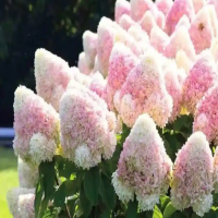 冬季耐寒的花卉有哪些？十大耐寒花卉品种?