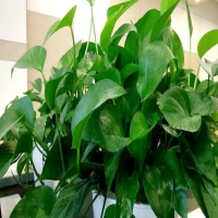绿萝水培好养还是土培好养呢？怎样养殖更茂盛更粗壮？