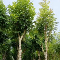 摇钱树怎么样就能开花？养殖方法和注意事项有哪些？