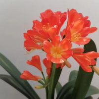 君子兰从种子到开花要多久时间呢？什么时候种植最好活？