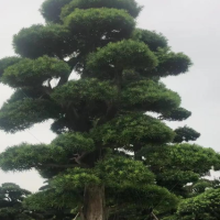 罗汉松叶子发黄干枯是什么原因？最好的处理方法？