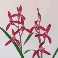 金樱子种子如何催芽种植？种植几年结果呢？