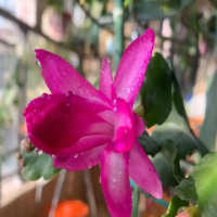 蟹爪兰花苗刚入盆要浇水吗？怎样缓苗？