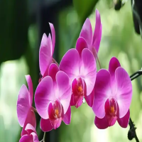 蝴蝶兰花梗催芽繁殖法?花谢后花杆怎么处理?