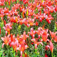 百合开花后需要剪花蕊吗？会减少香味吗为什么呢？