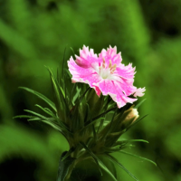 康乃馨需要深水醒花吗?可以醒24小时吗?