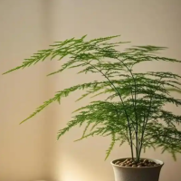 文竹根发黄是什么原因？最简单处理方法是什么