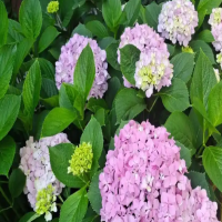 地栽绣球花北方越冬怎么保护？冬天要全部剪掉吗？