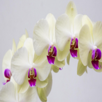 蝴蝶兰花苞发黄掉落什么原因？花期管理要点是什么？