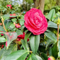 茶花在打花苞的时候怎么养护好呢？花苞不开怎么办呢