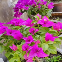 三角梅花怎么样才能开花多？上什么肥能开花啊？