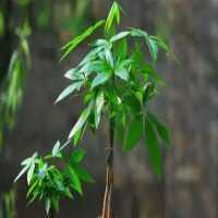 发财树浇水多了怎么办？补救措施有哪些？