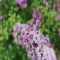 丁香花在什么季节开的最旺盛呢?树苗几年能开花?