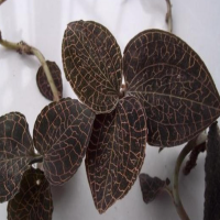金线莲适合北方种植吗？种植气候土质要求是什么呢？