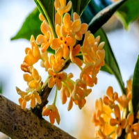 新移栽的桂花叶子干枯怎么急救？叶子掉光了还能活吗？