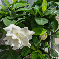 黑暗栀子花是什么意思啊?花根黑了怎样救活?