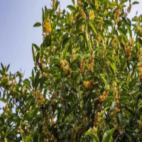 种桂花树用什么肥料好呢?在北方怎么养才长得好呢?