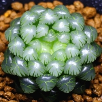 怎么样浇花才能浇透，判断盆栽是否缺水的方法