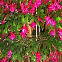 蟹爪兰花谢后怎么处理？花后怎样修剪能二次开花？