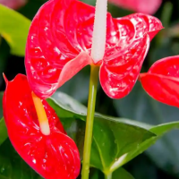 家里不能养的绿植有哪些?不适合养的花有哪些品种?