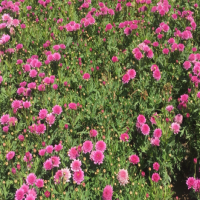 不同颜色雏菊的花语一样吗？可以送普通朋友吗？