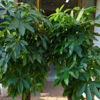 发财树要怎么养才旺盛好看呢？养殖方法和浇水施肥时间是多少？