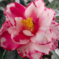 茶花裸根苗如何上盆成活率高?移栽最好季节是几月份?