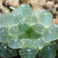 玉露边上长出好多侧芽怎么办？侧芽多大才能分株？