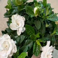 栀子花只剩杆了怎么催芽呢？花苗长到什么时候要打顶呢？
